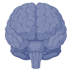 Improvement in Cognitive Function