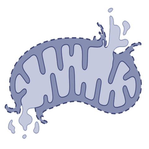 Mitochondrion